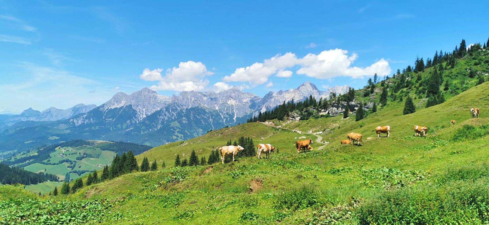 Maria Alm - Cozy & Modern Apartment Mountain View Saalfelden Exteriör bild